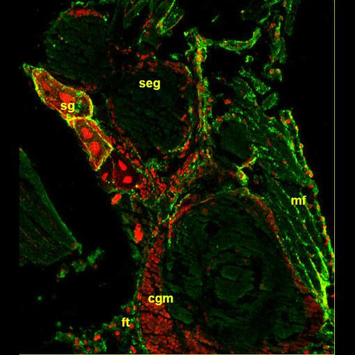  NCBI Organism:Spiroplasma kunkelii, Dalbulus maidis, ; Cell Types:prokaryotic cell, muscle cell, fat cell, secretory cell; Cell Components:nucleus Biological process:pathogenesis