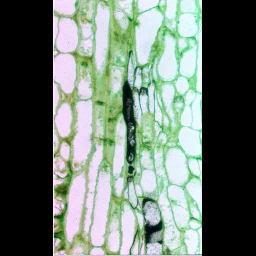  NCBI Organism:Spiroplasma kunkelii, Zea mays, ; Cell Types:plant cell, , prokaryotic cell; Cell Components:plant-type cell wall Biological process:pathogenesis