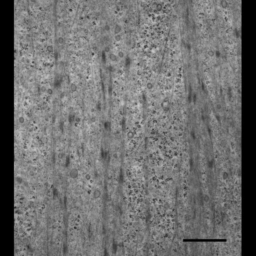  NCBI Organism:Canis lupus familiaris; Cell Types:epithelial cell Cell Components:stress fiber, focal adhesion;