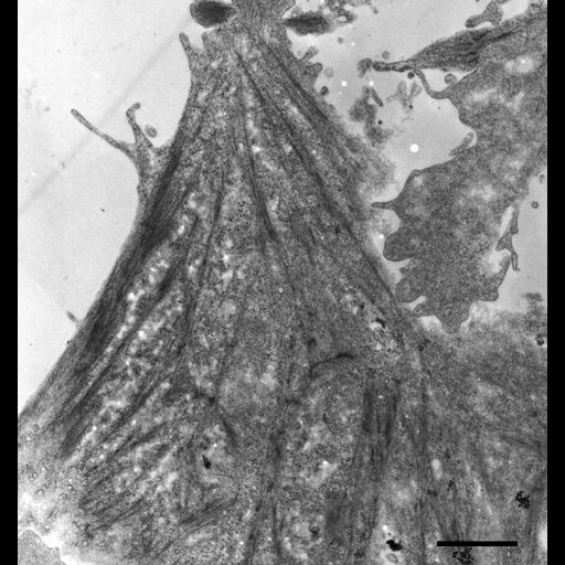  NCBI Organism:Canis lupus familiaris; Cell Types:epithelial cell Cell Components:stress fiber, ;