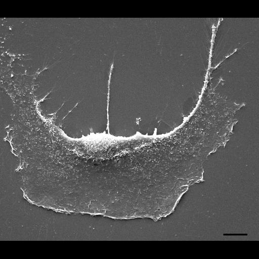  NCBI Organism:Mus musculus; Cell Components:cell, cell surface, lamellipodium, ;