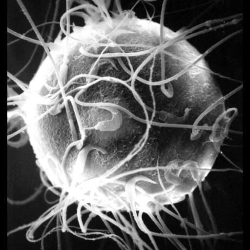  NCBI Organism:Mesocricetus auratus; Cell Types:sperm, oocyte; Biological process:fertilization