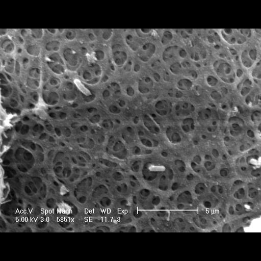  NCBI Organism:Mesocricetus auratus; Cell Types:oocyte