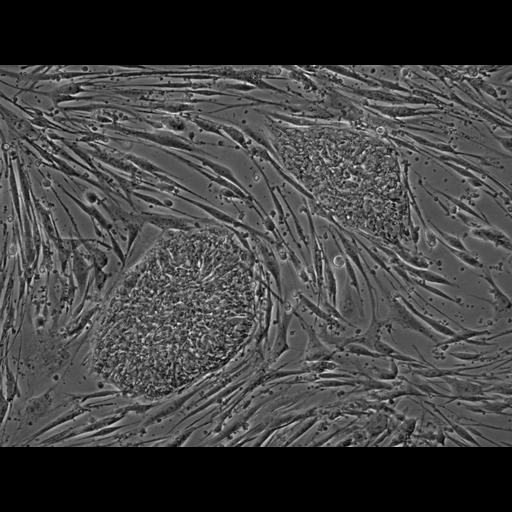  NCBI Organism:Homo sapiens, Mus musculus, ; Cell Types:stem cell, fibroblast; Cell Components:cell Biological process:stem cell proliferation