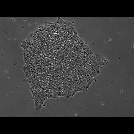  NCBI Organism:Homo sapiens; Cell Types:stem cell Cell Components:cell Biological process:stem cell proliferation