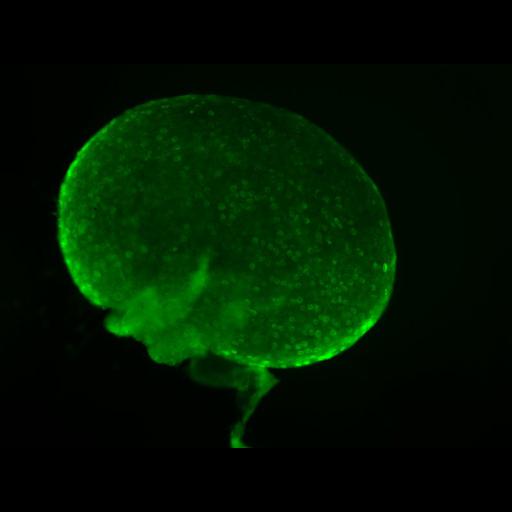  NCBI Organism:Mus musculus; Biological process:oocyte maturation