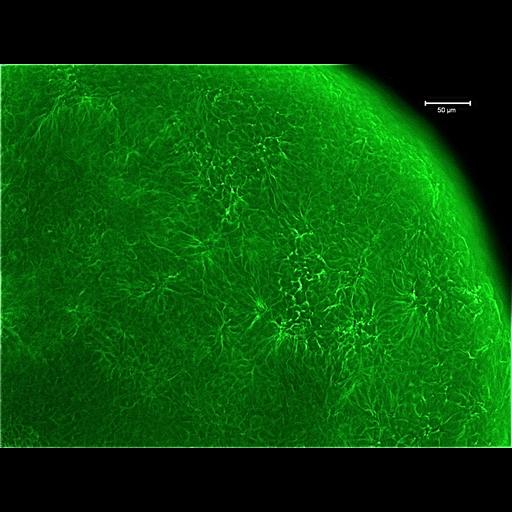  NCBI Organism:Mus musculus; Cell Types:oocyte Cell Components:cell cortex, microtubule cytoskeleton;