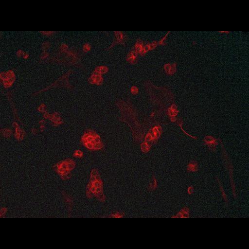  NCBI Organism:Homo sapiens; Cell Types:embryonic stem cell Cell Components:microtubule