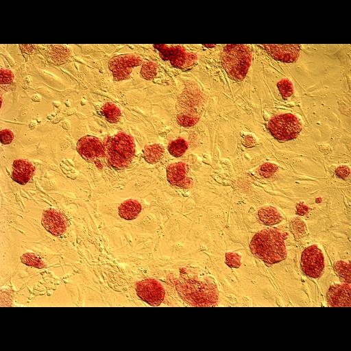  NCBI Organism:Homo sapiens; Cell Types:embryonic stem cell