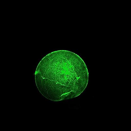  NCBI Organism:Mus musculus; Cell Components:, glycoprotein network;