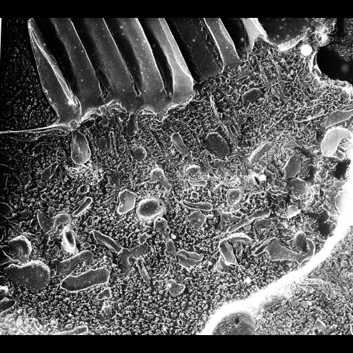  NCBI Organism:Paramecium multimicronucleatum; Cell Types:cell by organism, eukaryotic cell, , ; Cell Components:endosome, oral apparatus, cilium; Biological process:endosome organization, oral apparatus organization;