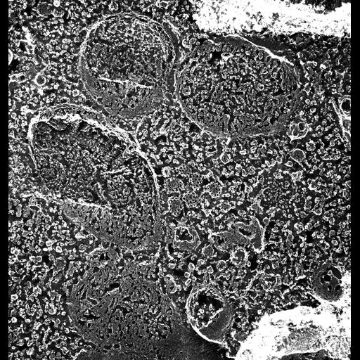  NCBI Organism:Paramecium multimicronucleatum; Cell Types:cell by organism, eukaryotic cell, , ; Cell Components:cytoplasm, endosome, clathrin coat; Biological process:cytoplasm organization, endosome organization, clathrin coat assembly;