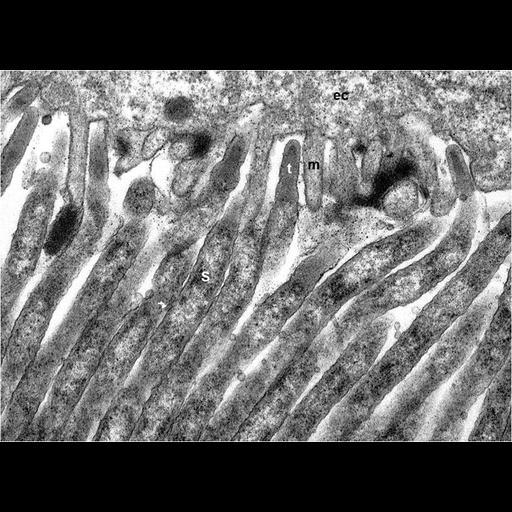  NCBI Organism:, , ; Cell Types:epithelial cell, ; Cell Components:microvillus, cell tip; Biological process:detection of symbiotic bacterium