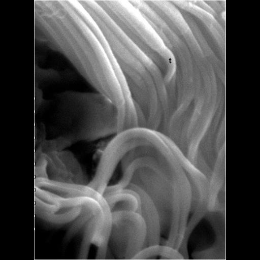  Cell Components:cell, cell tip; Biological process:detection of symbiotic bacterium