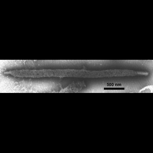  Cell Components:cell tip Biological process:detection of symbiotic bacterium