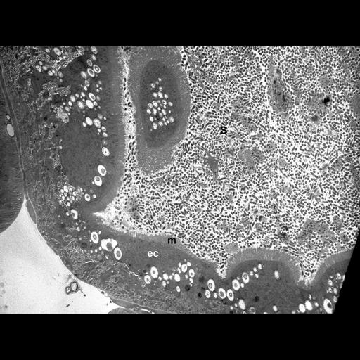  NCBI Organism:, , ; Cell Types:epithelial cell, ; Cell Components:microvillus, cytoplasm, ; Biological process:detection of symbiotic bacterium