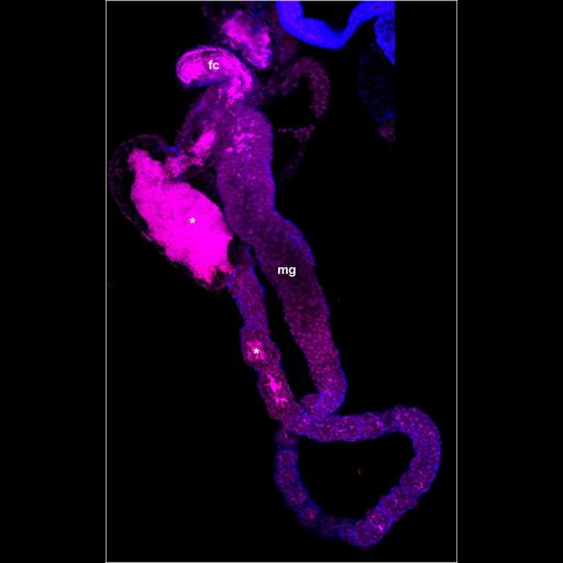  NCBI Organism:, , ; Cell Types:epithelial cell, ; Cell Components:nucleus, cell; Biological process:actin cytoskeleton, detection of bacterium;