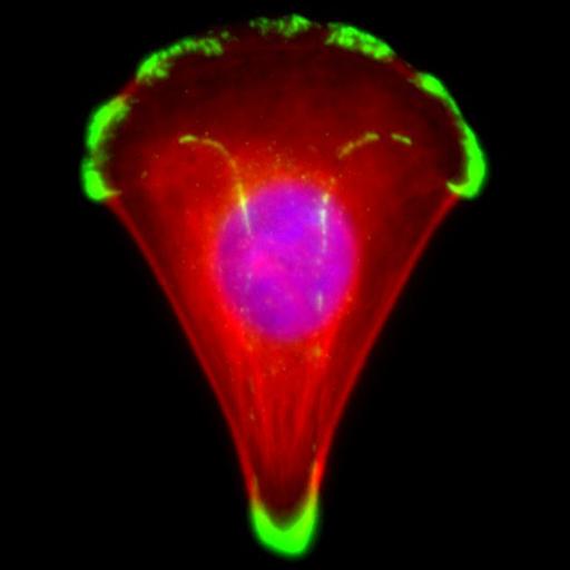  NCBI Organism:Homo sapiens; Cell Types:keratinocyte Cell Components:focal adhesion, actin cytoskeleton, nucleus; Biological process:substrate adhesion-dependent cell spreading