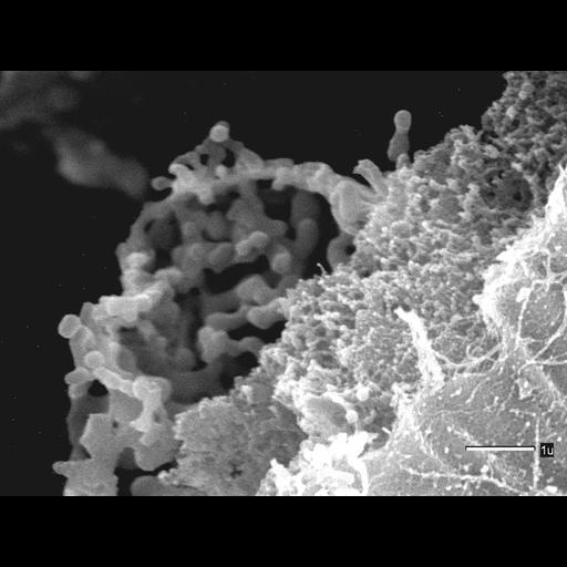  NCBI Organism:Danio rerio; Cell Components:extracellular matrix Biological process:notochord formation