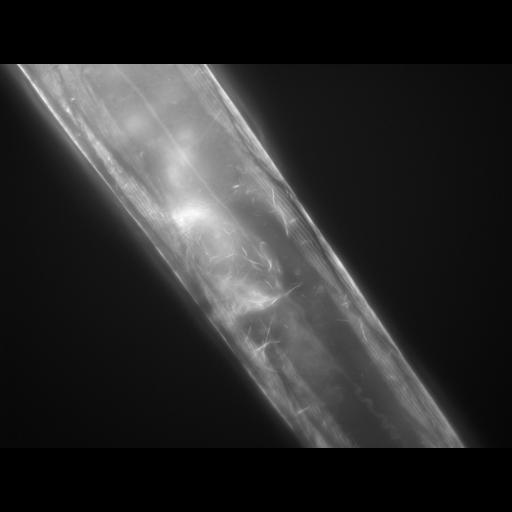  NCBI Organism:Caenorhabditis elegans; Cell Types:muscle cell Cell Components:actin filament Biological process:chronological cell aging