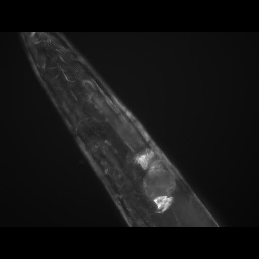  NCBI Organism:Caenorhabditis elegans; Cell Types:muscle cell Cell Components:actin filament Biological process:chronological cell aging