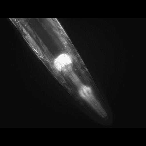  NCBI Organism:Caenorhabditis elegans; Cell Types:muscle cell Cell Components:actin filament Biological process:chronological cell aging