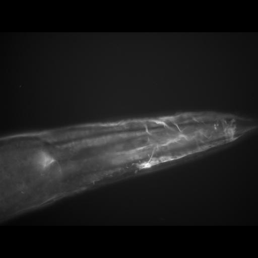  NCBI Organism:Caenorhabditis elegans; Cell Types:muscle cell Cell Components:actin filament Biological process:chronological cell aging