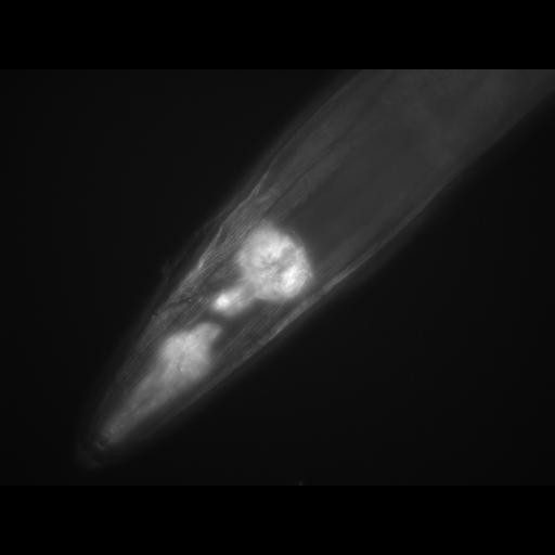  NCBI Organism:Caenorhabditis elegans; Cell Types:muscle cell Cell Components:actin filament Biological process:chronological cell aging