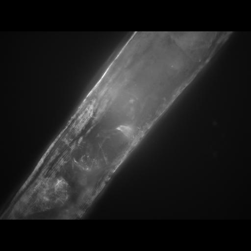  NCBI Organism:Caenorhabditis elegans; Cell Types:muscle cell Cell Components:actin filament Biological process:chronological cell aging