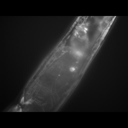  NCBI Organism:Caenorhabditis elegans; Cell Types:muscle cell Cell Components:actin filament Biological process:chronological cell aging