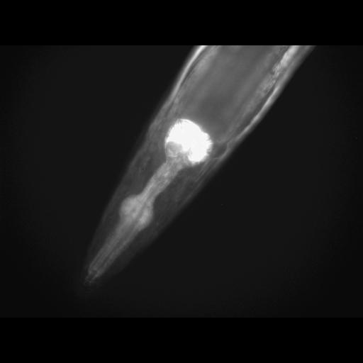  NCBI Organism:Caenorhabditis elegans; Cell Types:muscle cell Cell Components:actin filament Biological process:chronological cell aging