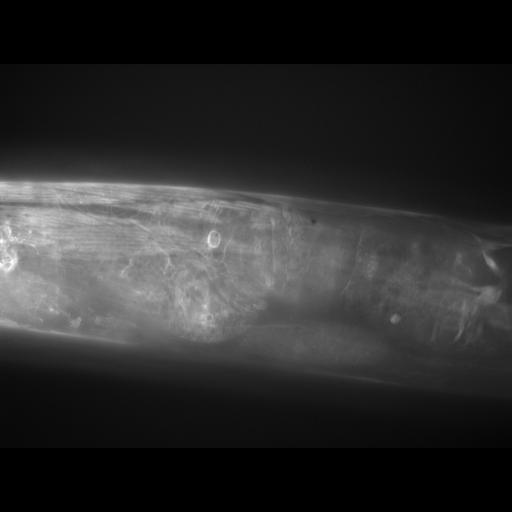  NCBI Organism:Caenorhabditis elegans; Cell Types:muscle cell Cell Components:actin filament Biological process:chronological cell aging