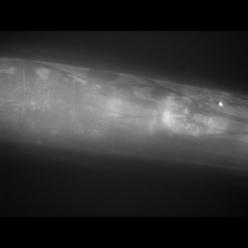  NCBI Organism:Caenorhabditis elegans; Cell Types:muscle cell Cell Components:actin filament Biological process:chronological cell aging