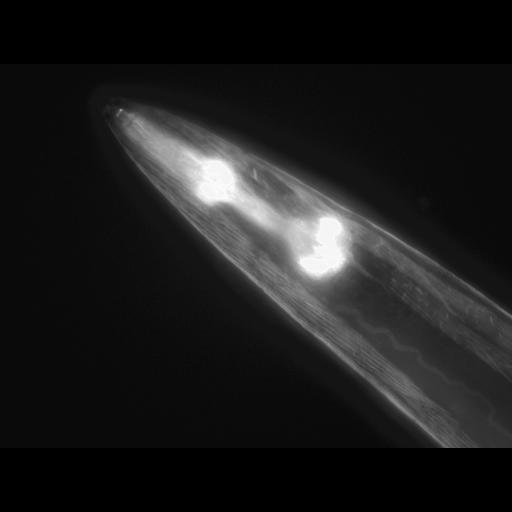  NCBI Organism:Caenorhabditis elegans; Cell Types:muscle cell Cell Components:actin filament Biological process:chronological cell aging