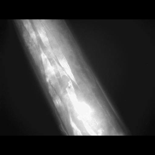  NCBI Organism:Caenorhabditis elegans; Cell Types:muscle cell Cell Components:actin filament Biological process:chronological cell aging