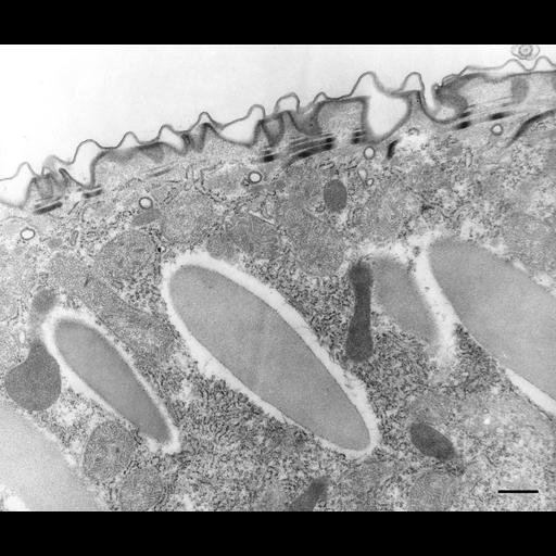  NCBI Organism:Paramecium multimicronucleatum; Cell Types:eukaryotic cell, , ; Cell Components:cell cortex, plasma membrane, internal side of plasma membrane, clathrin coat of coated pit, trichocyst, peroxisome; Biological process:, plasma membrane organization, , peroxisome localization;