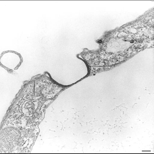  NCBI Organism:Tetrahymena pyriformis; Cell Types:cell by organism, eukaryotic cell, , ; Cell Components:contractile vacuole, contractile vacuole pore, contractile vacuolar membrane, cell cortex, microtubule associated complex; Biological process:contractile vacuole organization