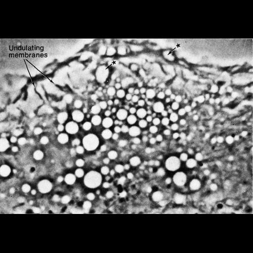  Cell Components:plasma membrane Biological process:pinocytosis