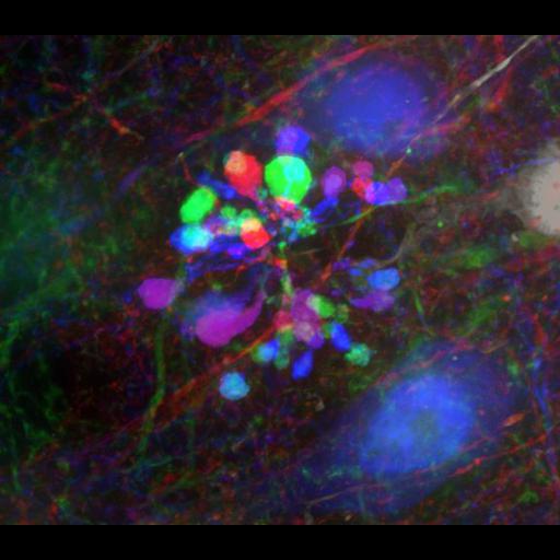  NCBI Organism:Rattus; Cell Types:multipolar neuron, microglial cell; Cell Components:cytoplasm, axon, dendrite; Biological process:gene expression