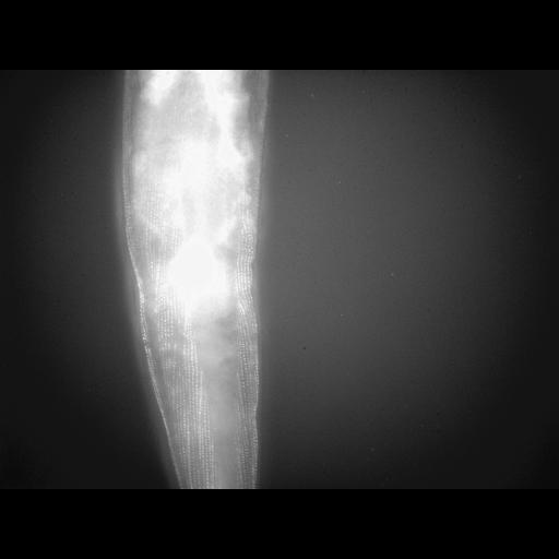  NCBI Organism:Caenorhabditis elegans; Cell Types:muscle cell Cell Components:actin filament Biological process:chronological cell aging