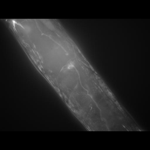  NCBI Organism:Caenorhabditis elegans; Cell Types:muscle cell Cell Components:actin filament Biological process:chronological cell aging