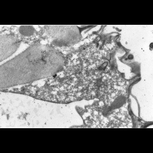  NCBI Organism:Paramecium tetraurelia; Cell Types:cell by organism, eukaryotic cell, , ; Cell Components:cell cortex, cortical microtubule cytoskeleton, cortical microtubule, microtubule basal body, axonemal microtubule; Biological process:microtubule cytoskeleton organization