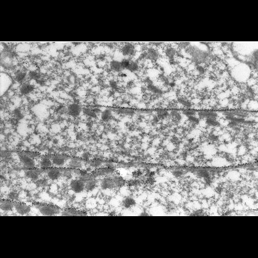  NCBI Organism:Paramecium tetraurelia; Cell Types:cell by organism, eukaryotic cell, , ; Cell Components:, cortical microtubule cytoskeleton, cortical microtubule; Biological process:microtubule cytoskeleton organization, ;