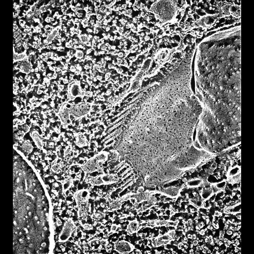  NCBI Organism:Paramecium multimicronucleatum; Cell Types:cell by organism, eukaryotic cell, , ; Cell Components:contractile vacuole, cytoplasm, contractile vacuolar membrane; Biological process:contractile vacuole organization, cytoplasm organization;