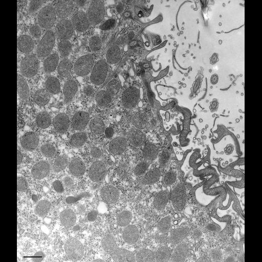  NCBI Organism:Paramecium multimicronucleatum; Cell Types:cell by organism, eukaryotic cell, , ; Cell Components:cytoproct, cortical microtubule cytoskeleton, cytoplasm; Biological process:defecation, cortical cytoskeleton organization;