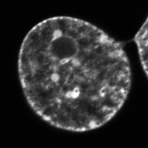  NCBI Organism:Mus musculus; Cell Types:fibroblast Cell Components:nucleus, euchromatin, nuclear chromatin; Biological process:nucleus organization, chromatin organization;