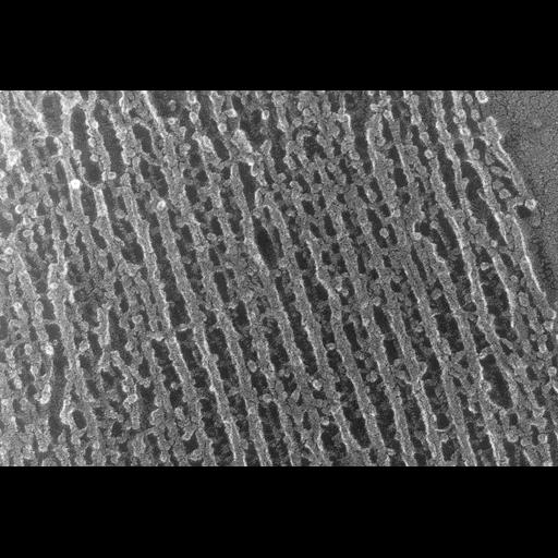  NCBI Organism:Oryctolagus cuniculus; Cell Types:skeletal muscle cell Cell Components:cytoskeleton Biological process:skeletal muscle contraction