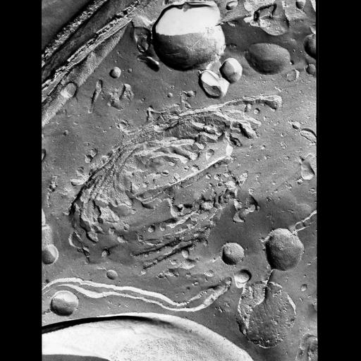  NCBI Organism:Micrasterias denticulata; Cell Components:rough endoplasmic reticulum, Golgi apparatus, plasma membrane; Biological process:endoplasmic reticulum organization, Golgi organization, plasma membrane organization;