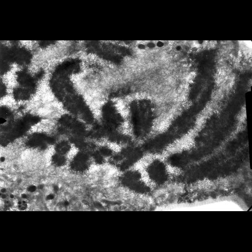  NCBI Organism:Haemanthus katharinae; Cell Components:nuclear chromosome Biological process:mitosis