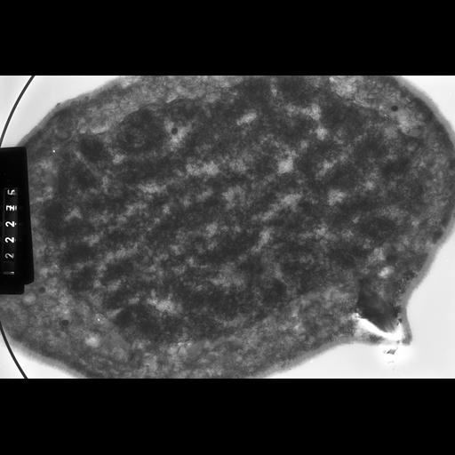  NCBI Organism:Haemanthus katharinae; Cell Components:nuclear chromosome Biological process:mitosis